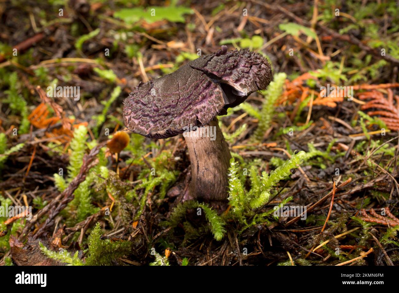 A older violet webcap mushroom, Cortinarius violaceus, found growing along Treemile Creek, in the mountains, west of Troy, Montana.   Common names for Stock Photo