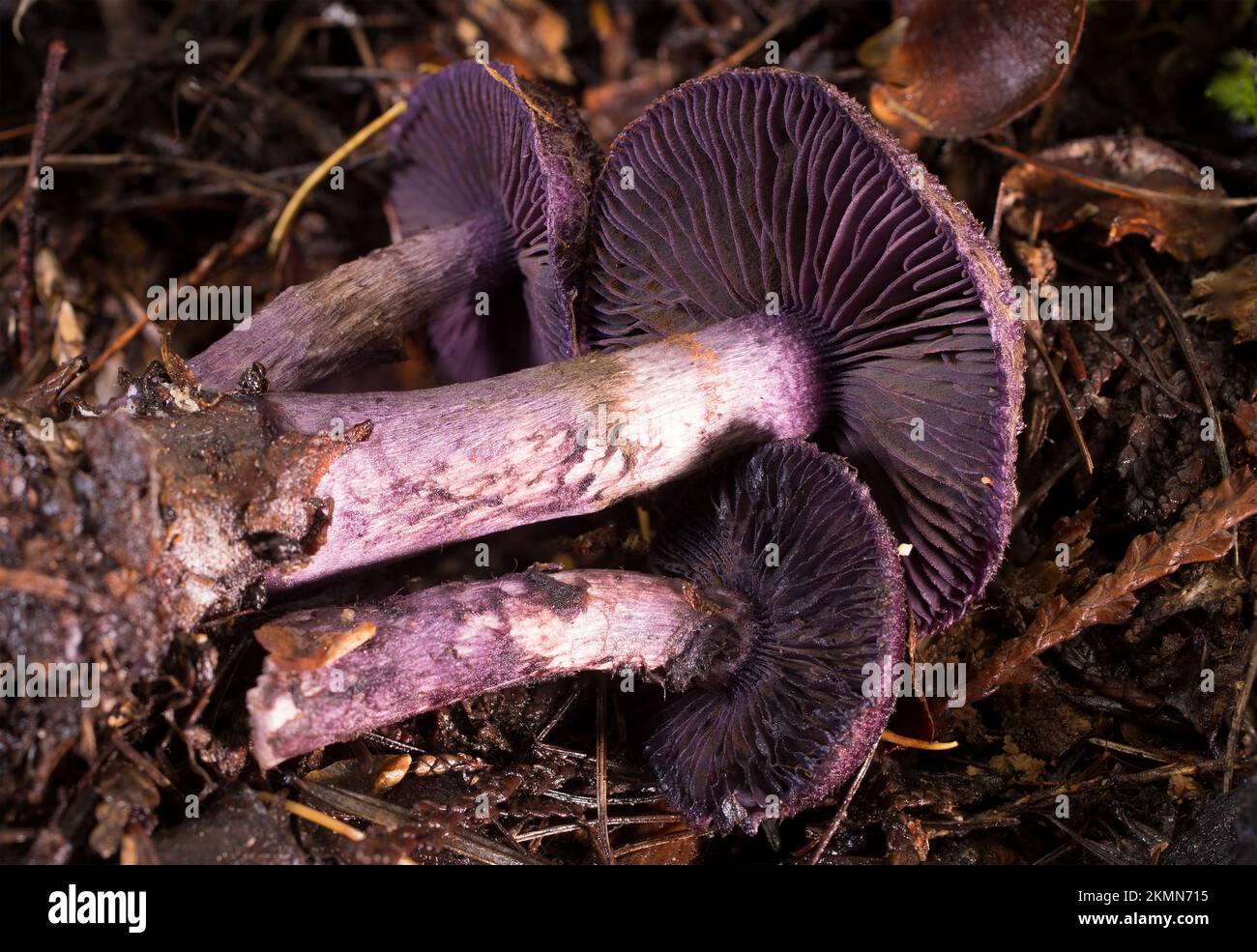 The gills and stem of violet webcap mushrooms, Cortinarius violaceus, found growing along Treemile Creek, in the mountains, west of Troy, Montana.   C Stock Photo