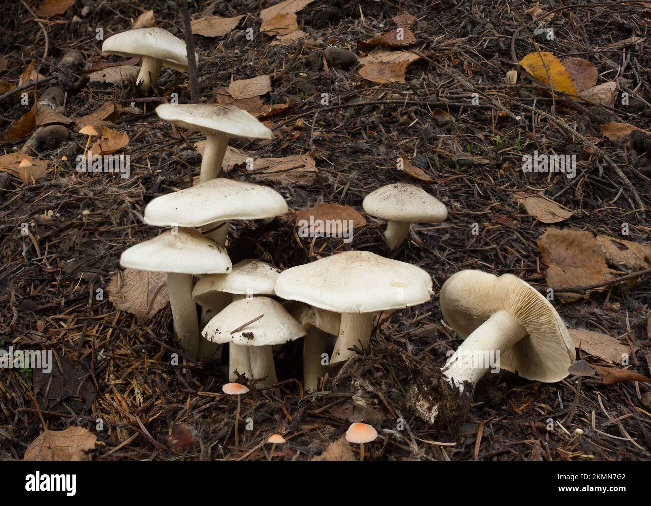 Fried chicken mushrooms, Lyophyllum decastes, growing alongside small orange bonnet mushrooms, Mycena acicula, on the forest floor under mixed conifer Stock Photo