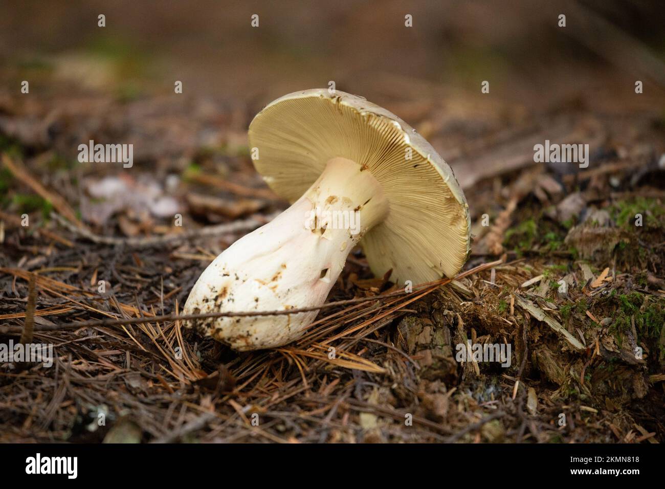 The gills of an Olve Brittlegill mushroom, Russula olivacea, growning under Western Red Cedar and mixed conifers, up on Ruby Loop, west of Troy, Monta Stock Photo