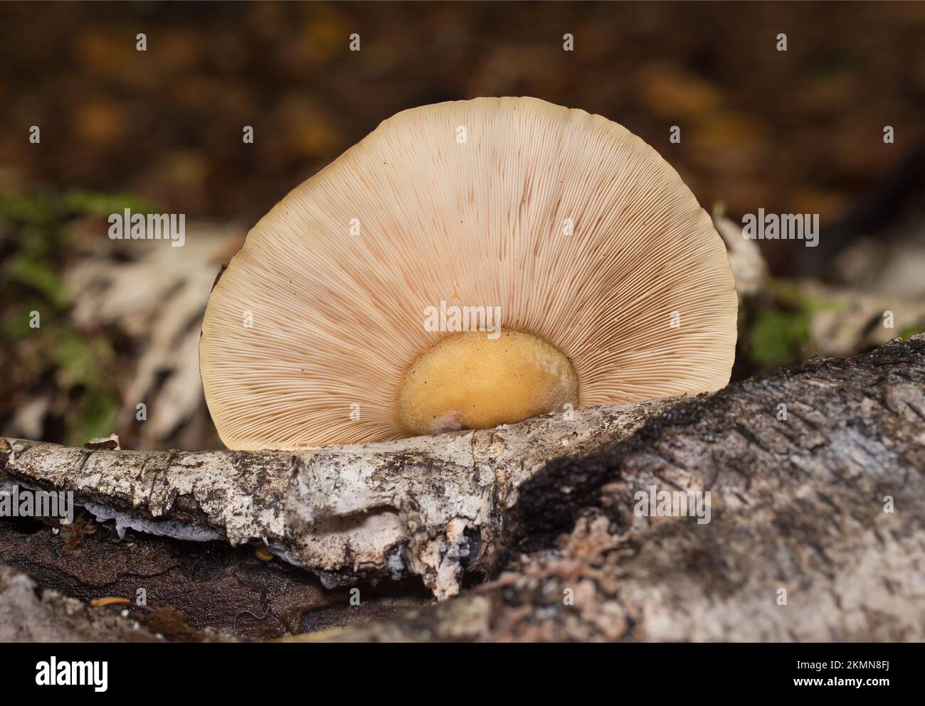 Panus serotinus hires stock photography and images Alamy