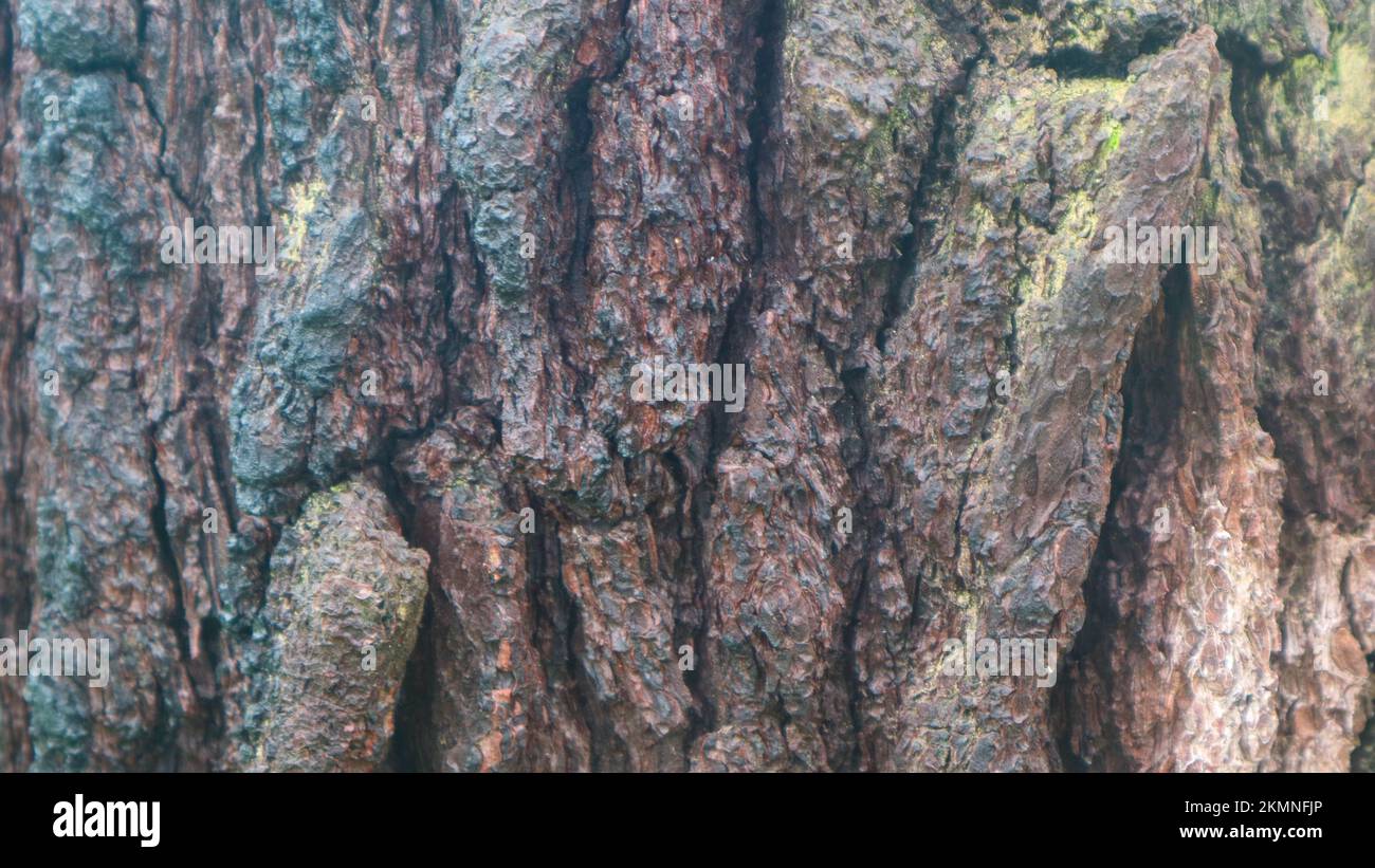 pine bark texture as background Stock Photo - Alamy