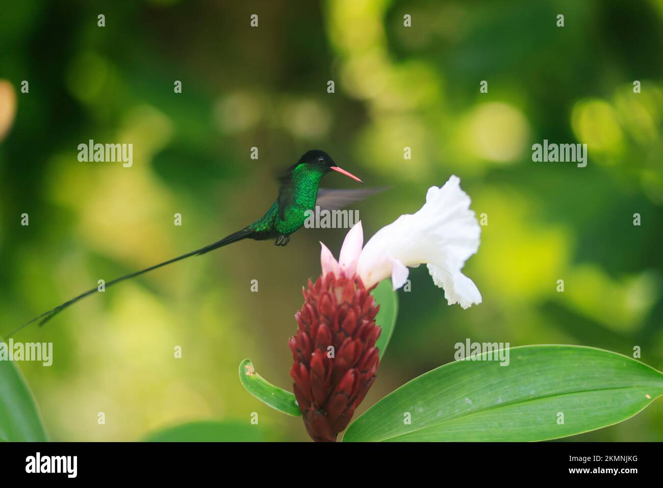 Jamaican National Bird