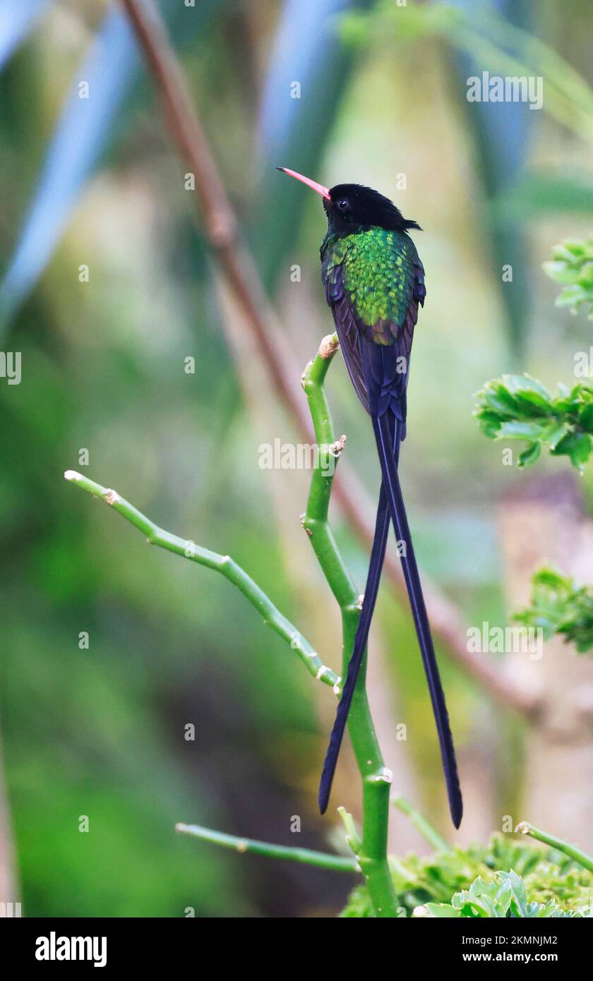 A Doctor Bird or Wimpelschwanz (Trochilus polytmus), Hummingbird