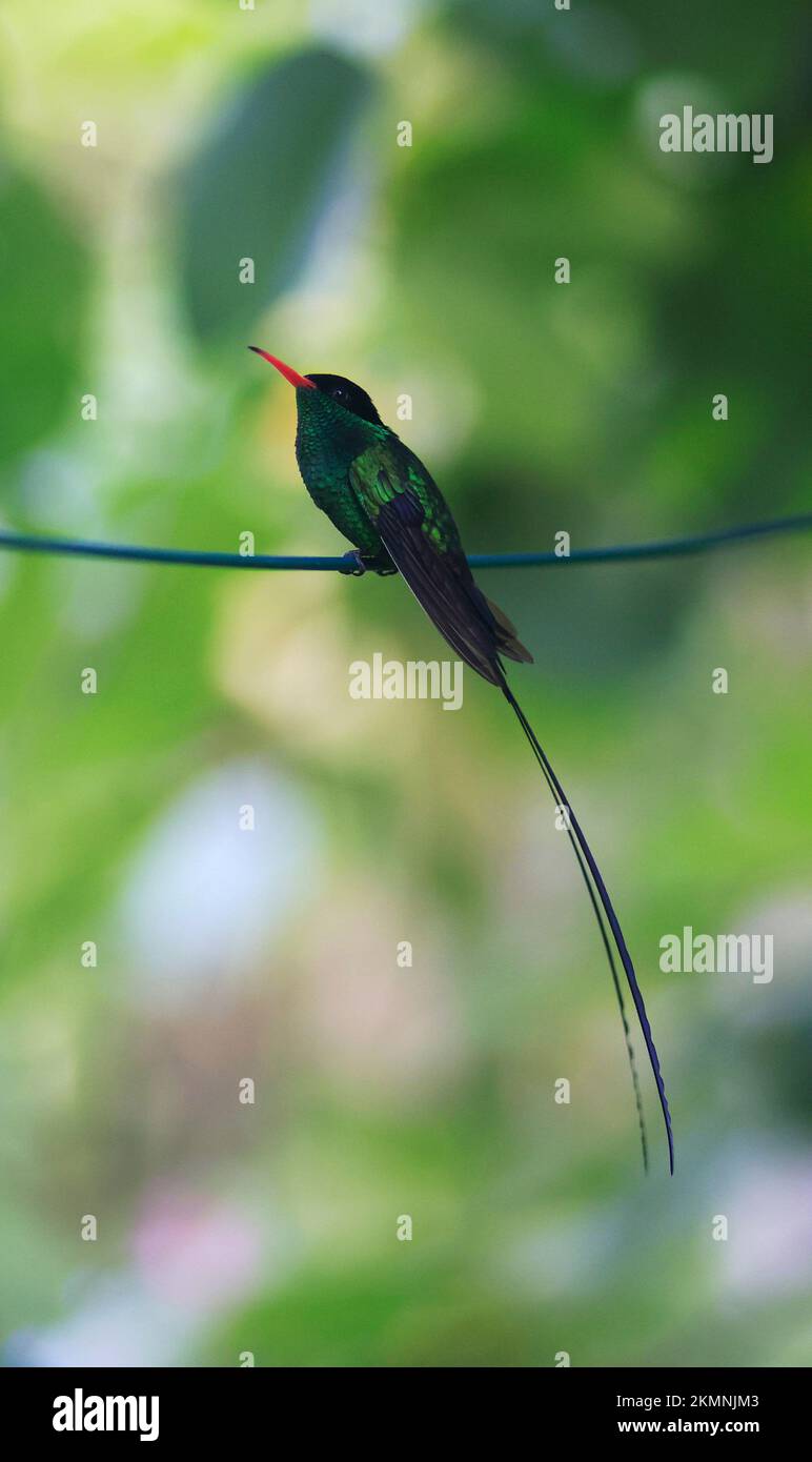 A Doctor Bird or Wimpelschwanz (Trochilus polytmus), Hummingbird
