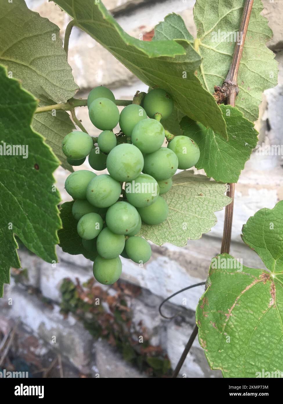 bunch of white grapes in the garden Stock Photo - Alamy