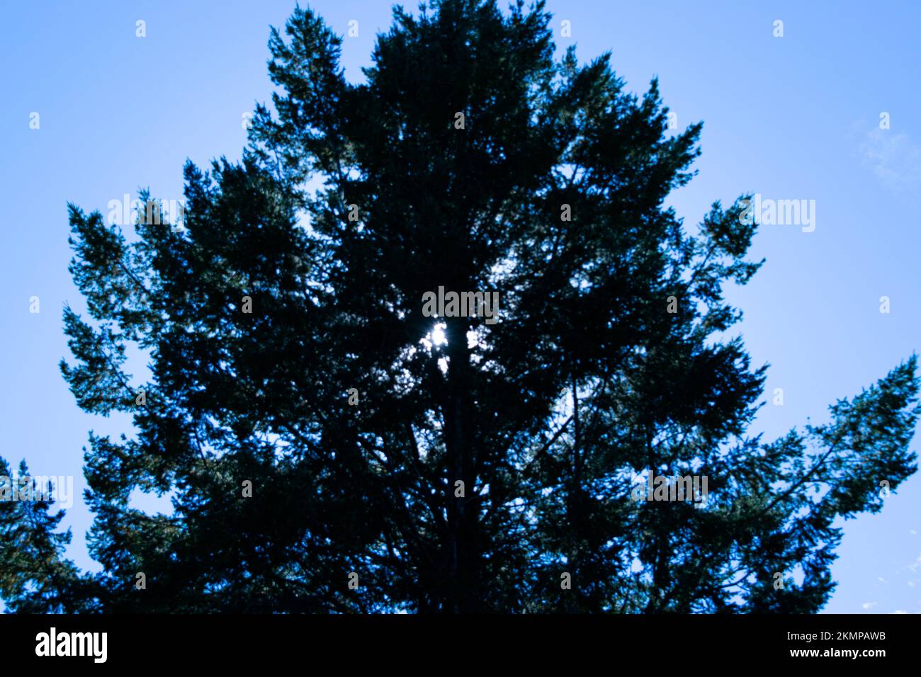 big green trees with sun peaking through in blue sky Stock Photo - Alamy