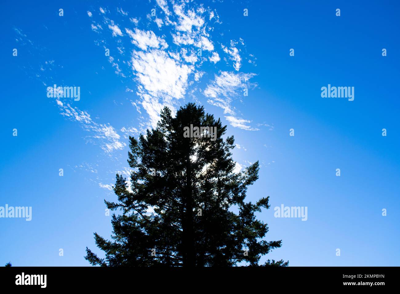 big green trees with sun peaking through in blue sky Stock Photo - Alamy