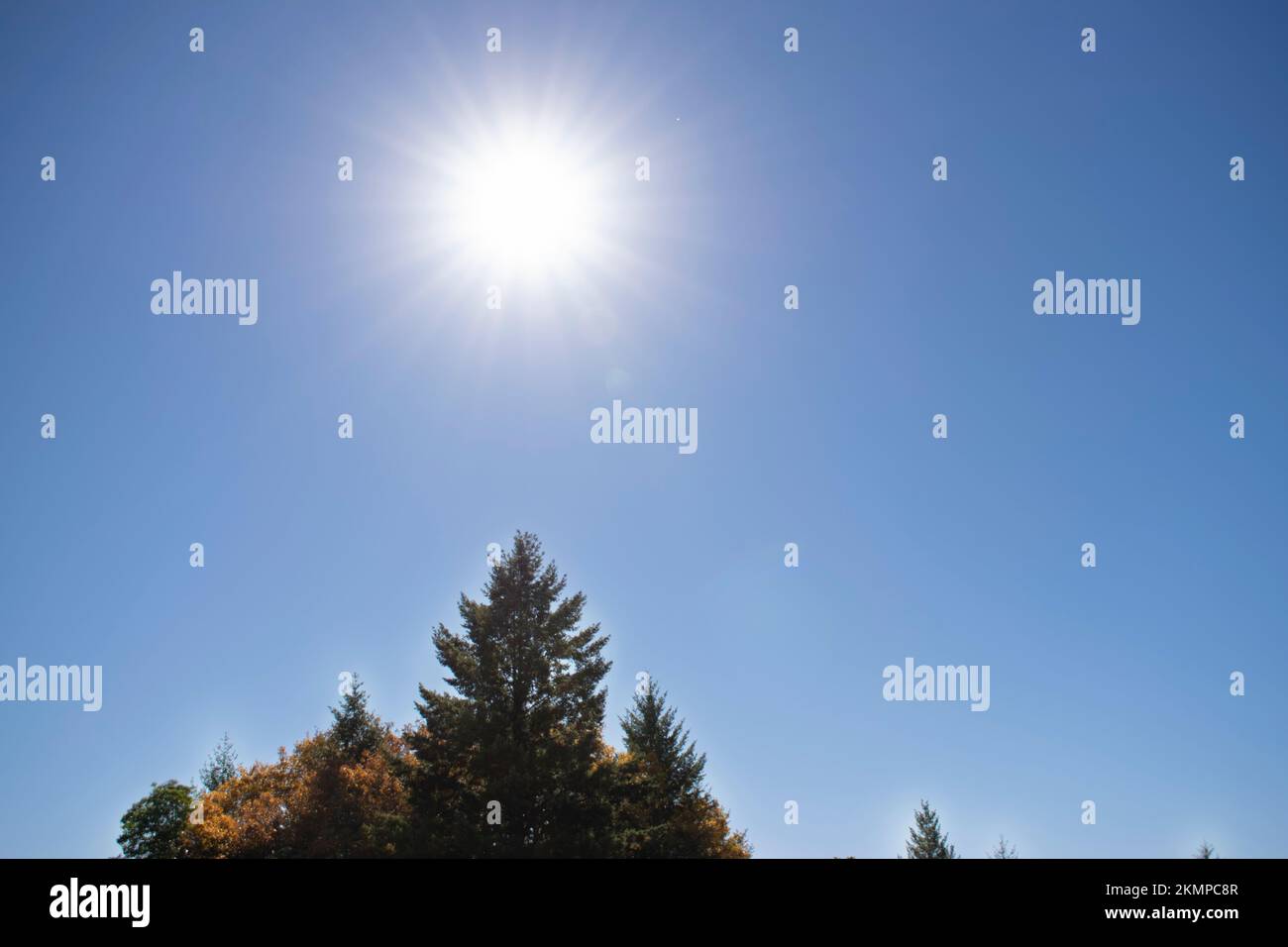 Sun rays above trees hi-res stock photography and images - Alamy