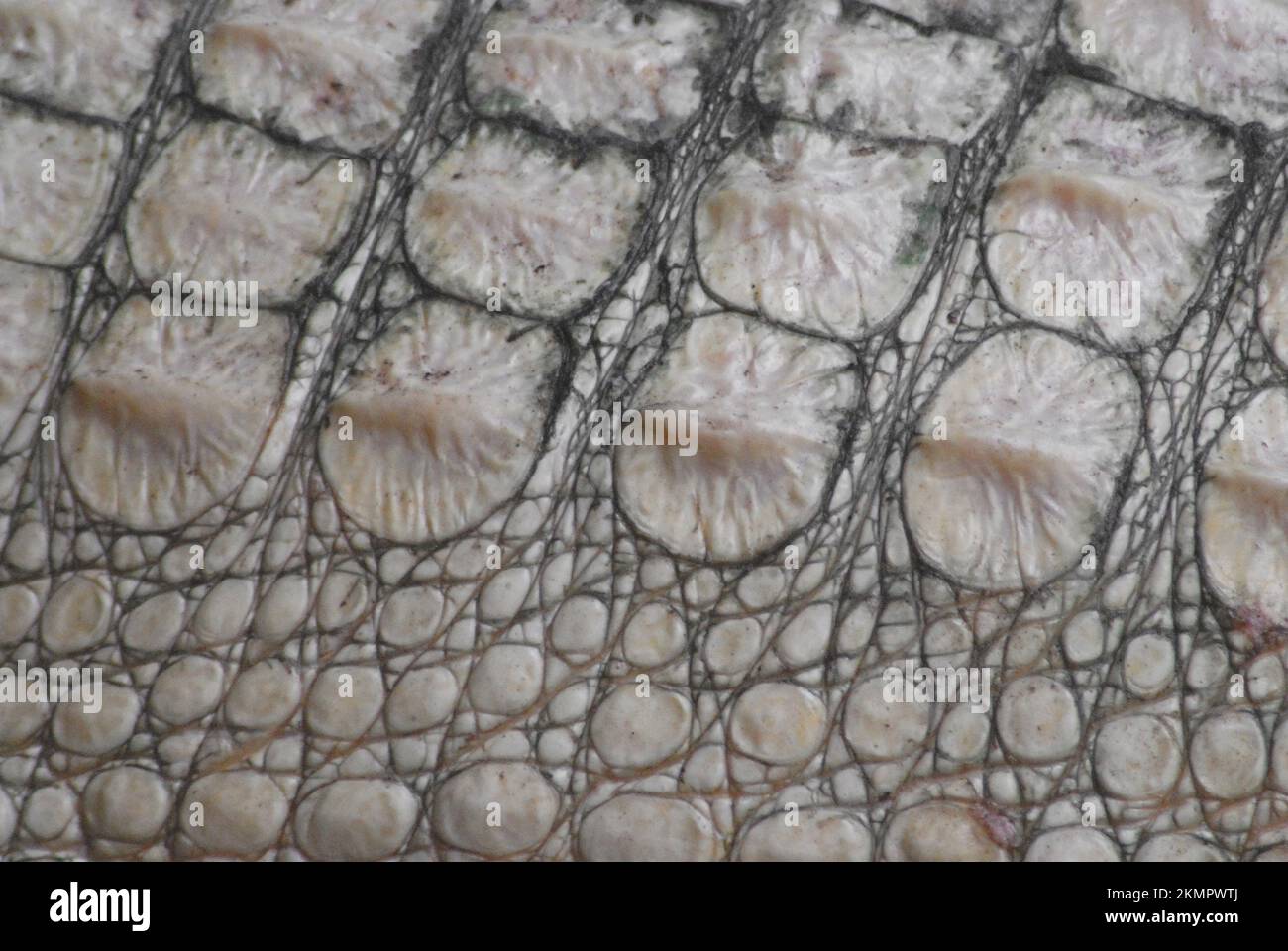 Extreme close up the skin of an albino alligator creates a truly unique abstract patterned image. Stock Photo