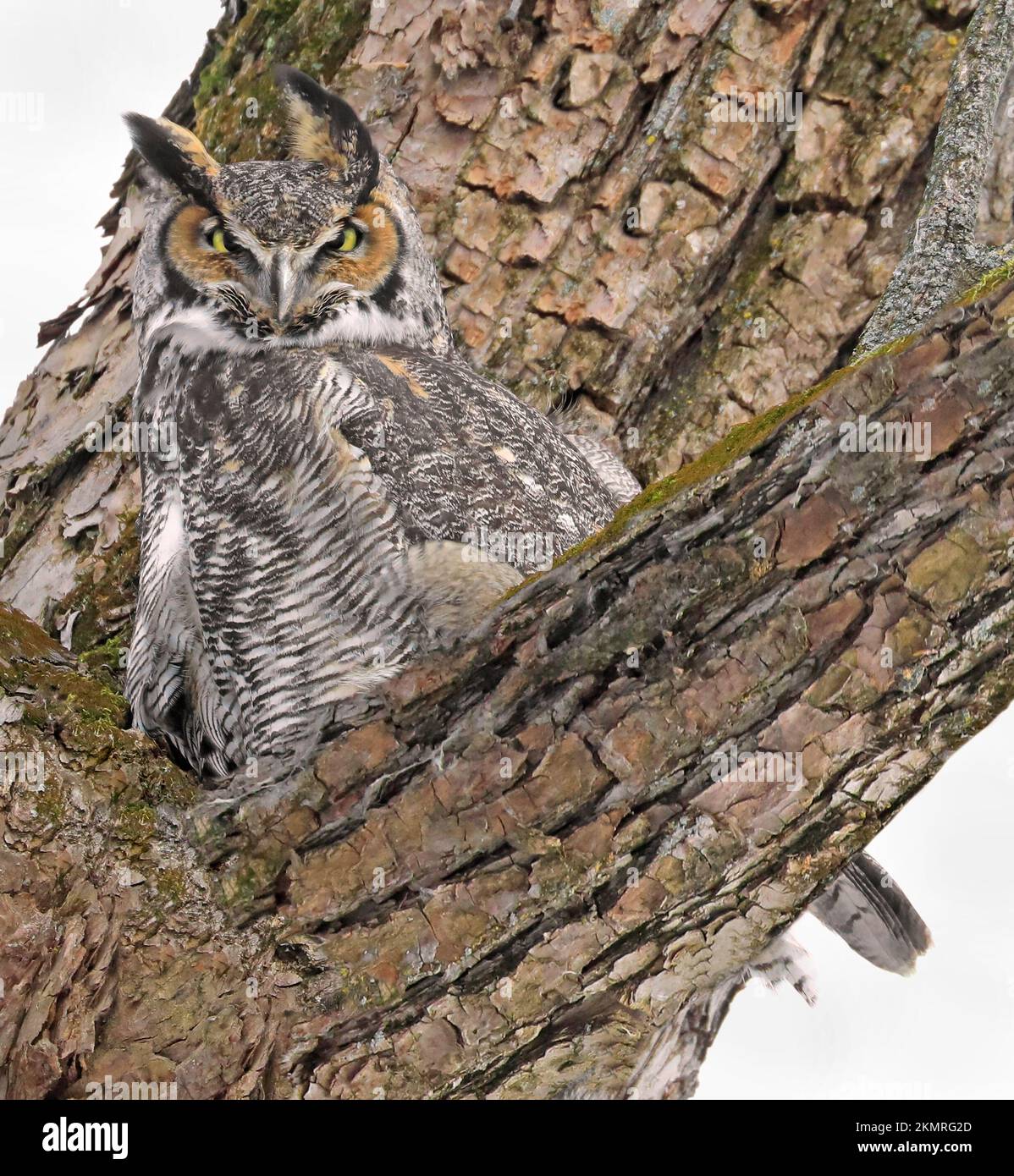 Great Horne Owl perching on tree into the forest, Quebec, Canada Stock Photo