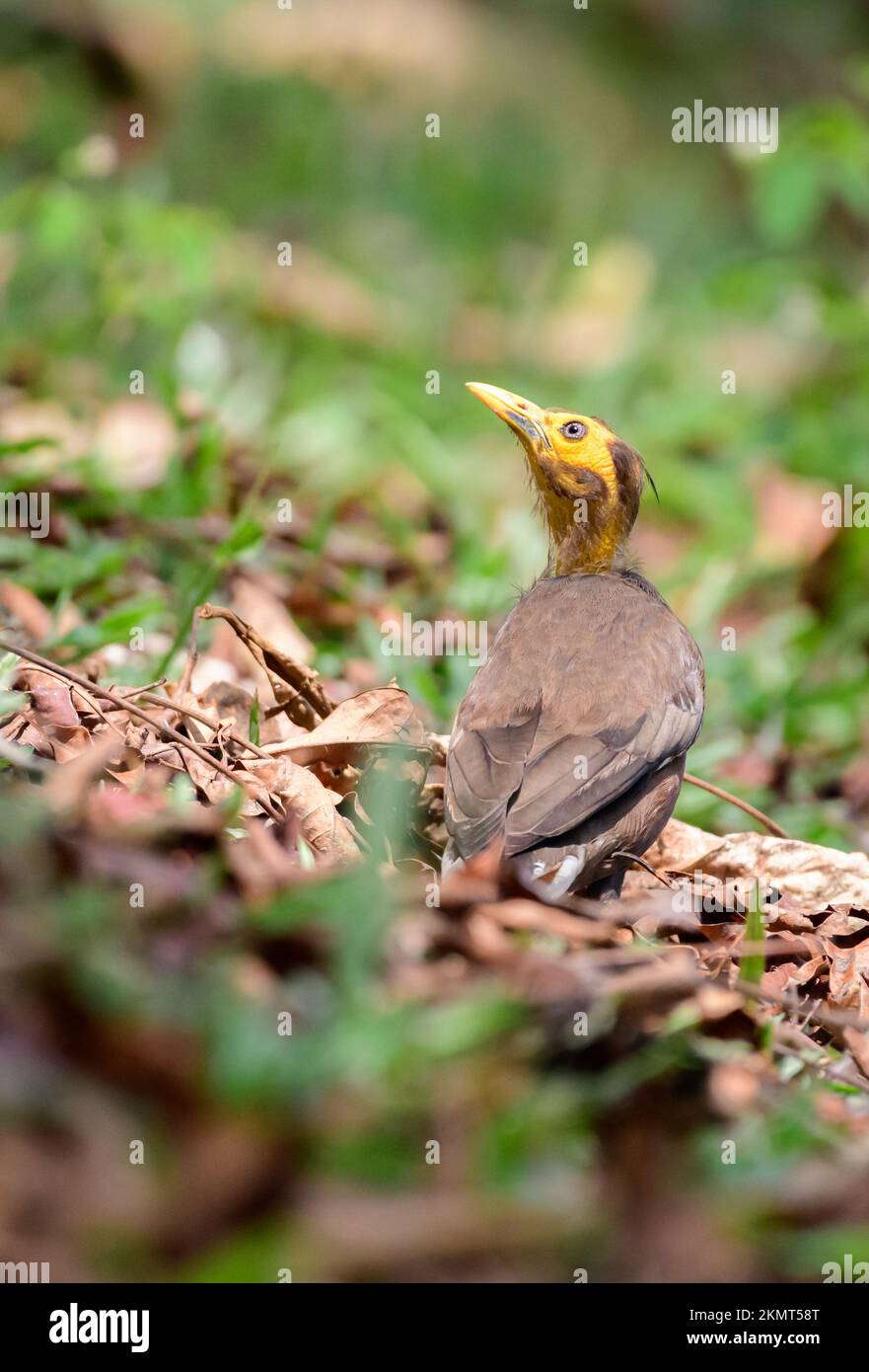 Sick myna bird suffering from a disease. Lost feathers on the neck and its head due to illness. Stock Photo