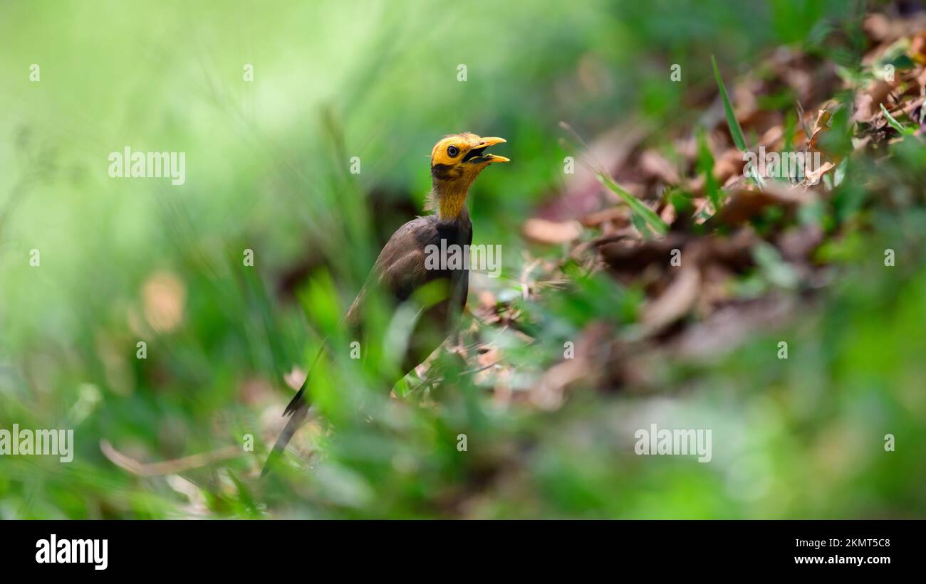 Bird illness, dying myna bird on the ground, feather fell out on the neck and its head due to a disease. Stock Photo