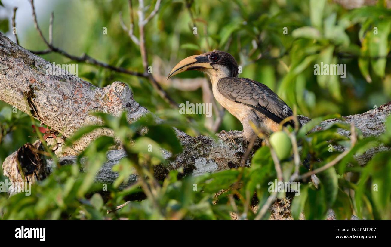Beautiful gray hornbill bird perch on a mango tree in the morning. Stock Photo