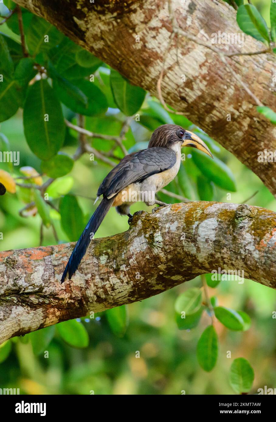 Sri Lanka gray hornbill (Ocyceros gingalensis) perch on a cashew tree in Hiyare reservoir. Stock Photo