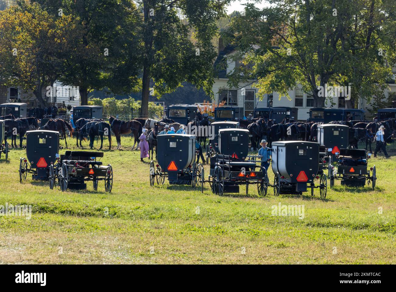Horses and buggies in a grassy field at an auction in Casson Corner, Kent County, Delaware Stock Photo