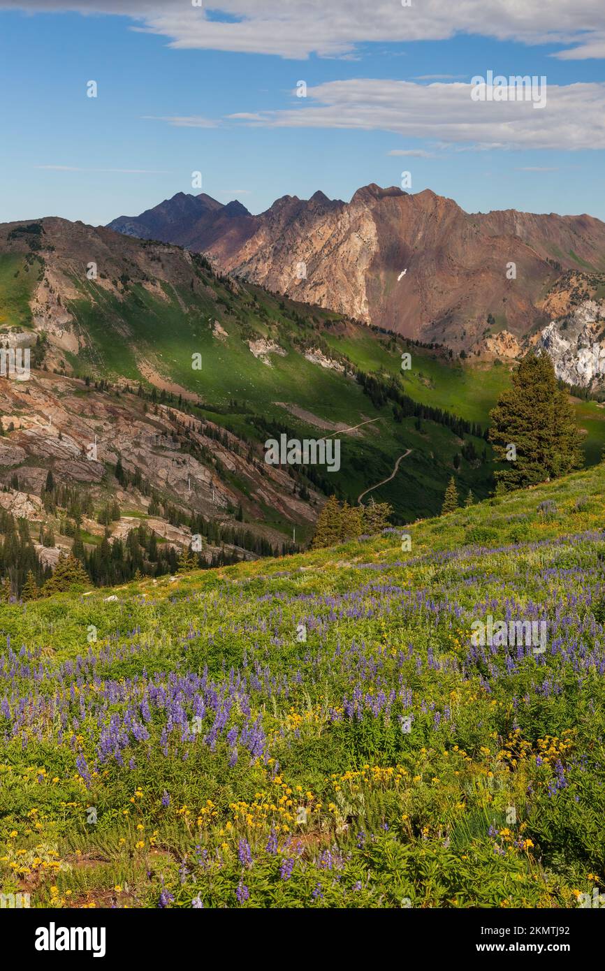 Field of wildflowers, Albion Basin, Little Cottonwood Canyon, Wasatch Mountains, Utah Stock Photo