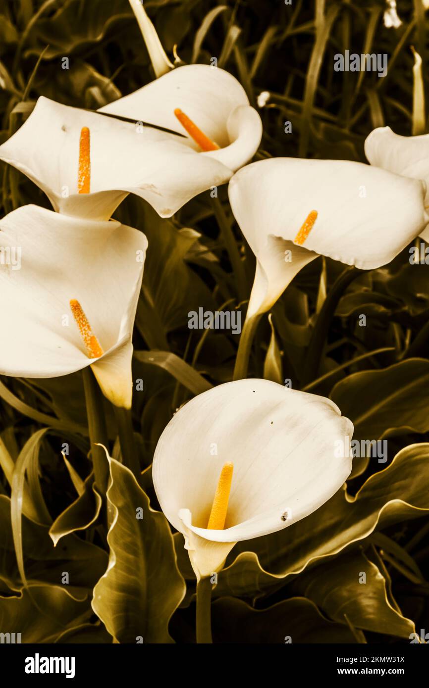 Flower garden details on a setting of White Calla lilies in botanical bloom Stock Photo