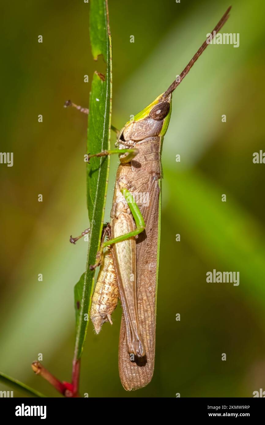 Profile view of a Clipped-winged Grasshopper (Metaleptea, brevicornis). Raleigh, North Carolina. Stock Photo