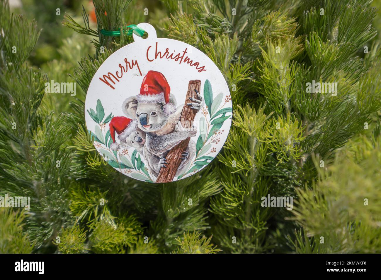 Adelaide, Australia. 27 November 2022. Australian koalas wearing a santa hat adorning a
