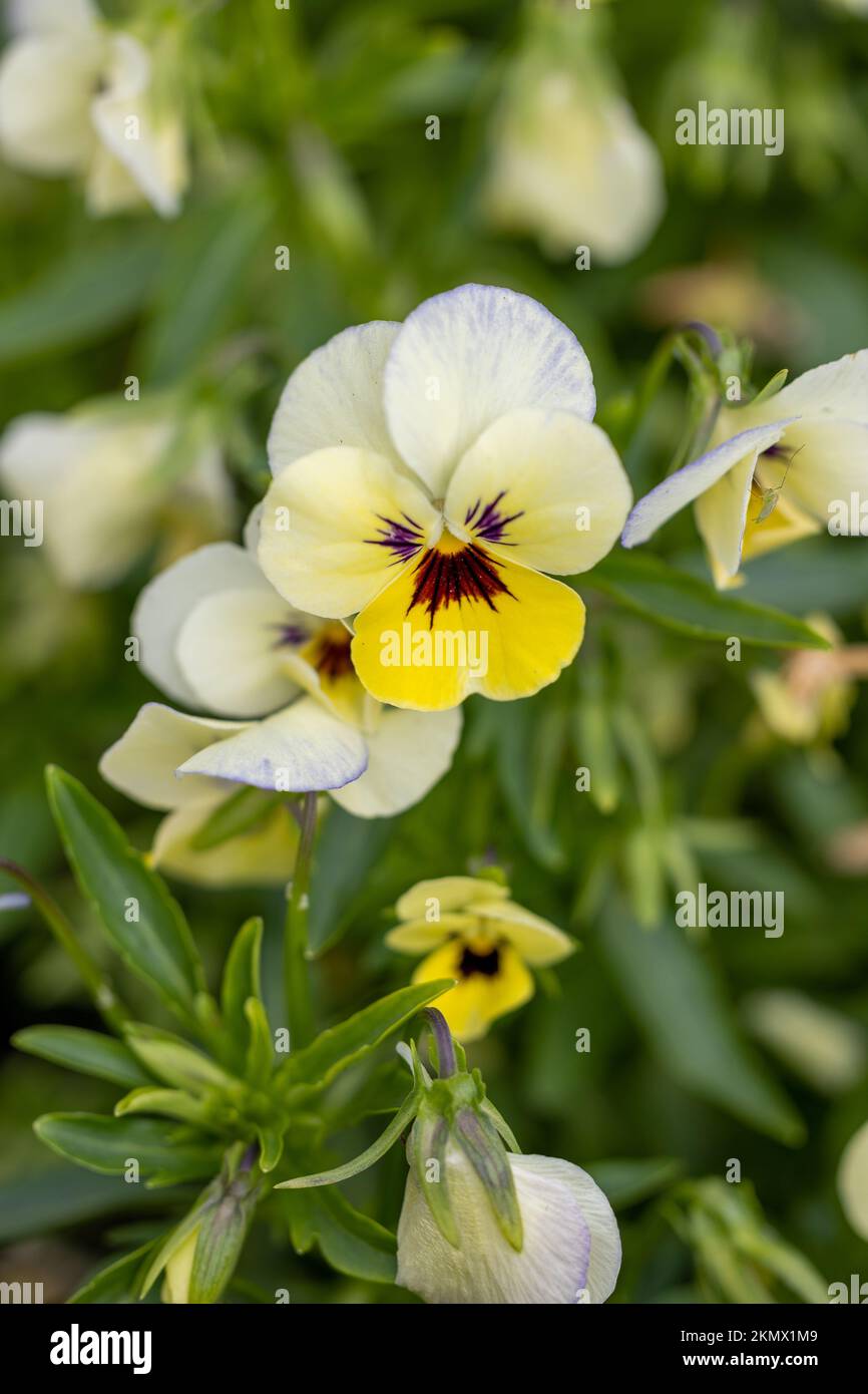 A selective focus shot of horned pansy flowers in the garden with blur background Stock Photo