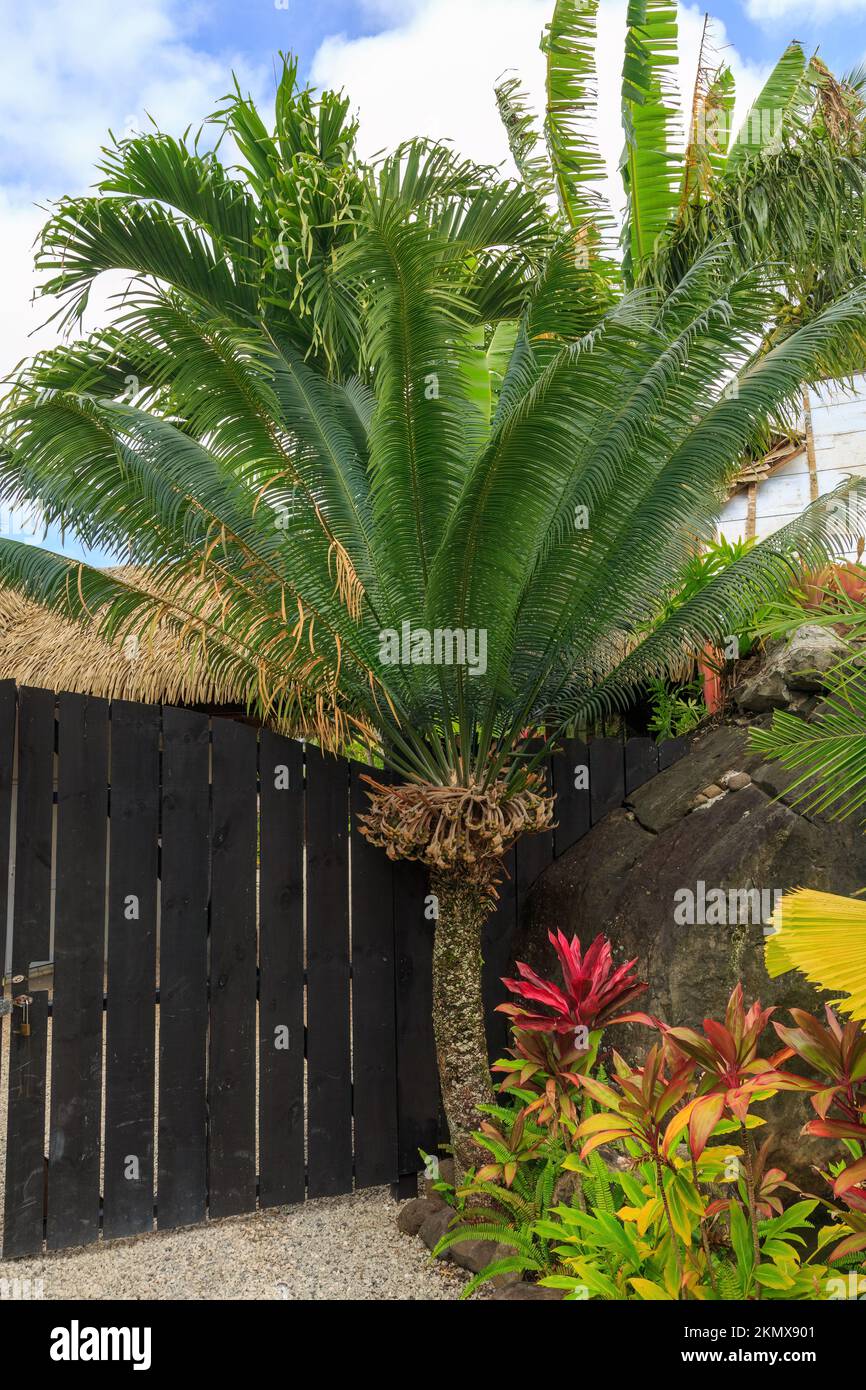 A cycad, Lepidozamia peroffskyana, growing in a tropical garden. This species is native to Australia Stock Photo