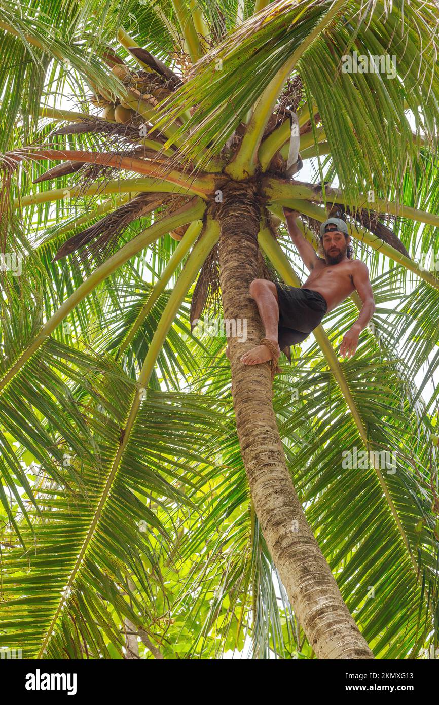 A Polynesian man demonstrating coconut palm climbing on the island of Rarotonga, Cook Islands Stock Photo