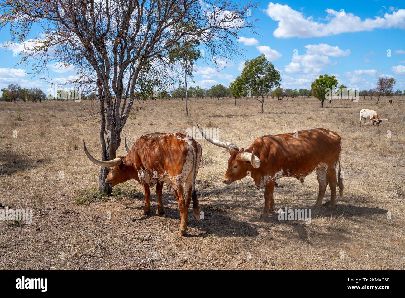 Texas Longhorn cattle standing in shade of a tree to escape summer heat. North Queensland Australia Stock Photo