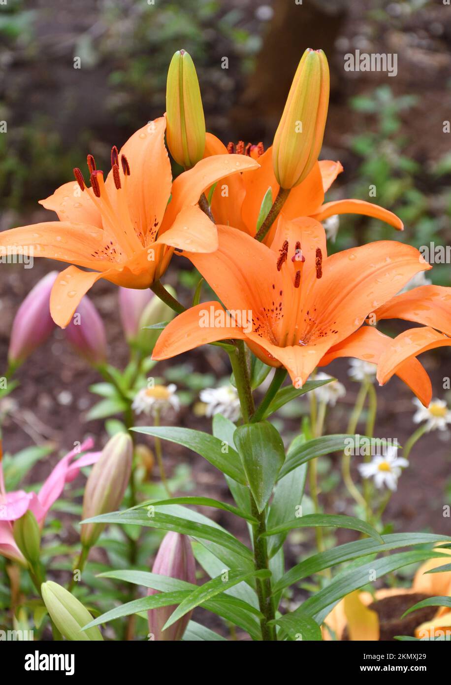 Flower Lily Asian hybrid Tresor orange color after rain in summer garden Stock Photo