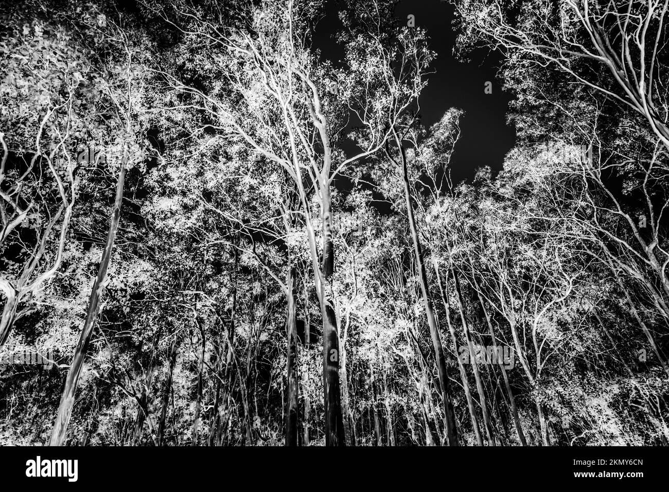 Abstract nature artwork on a photo negative of branched out tree twilight. Petrie, Queensland