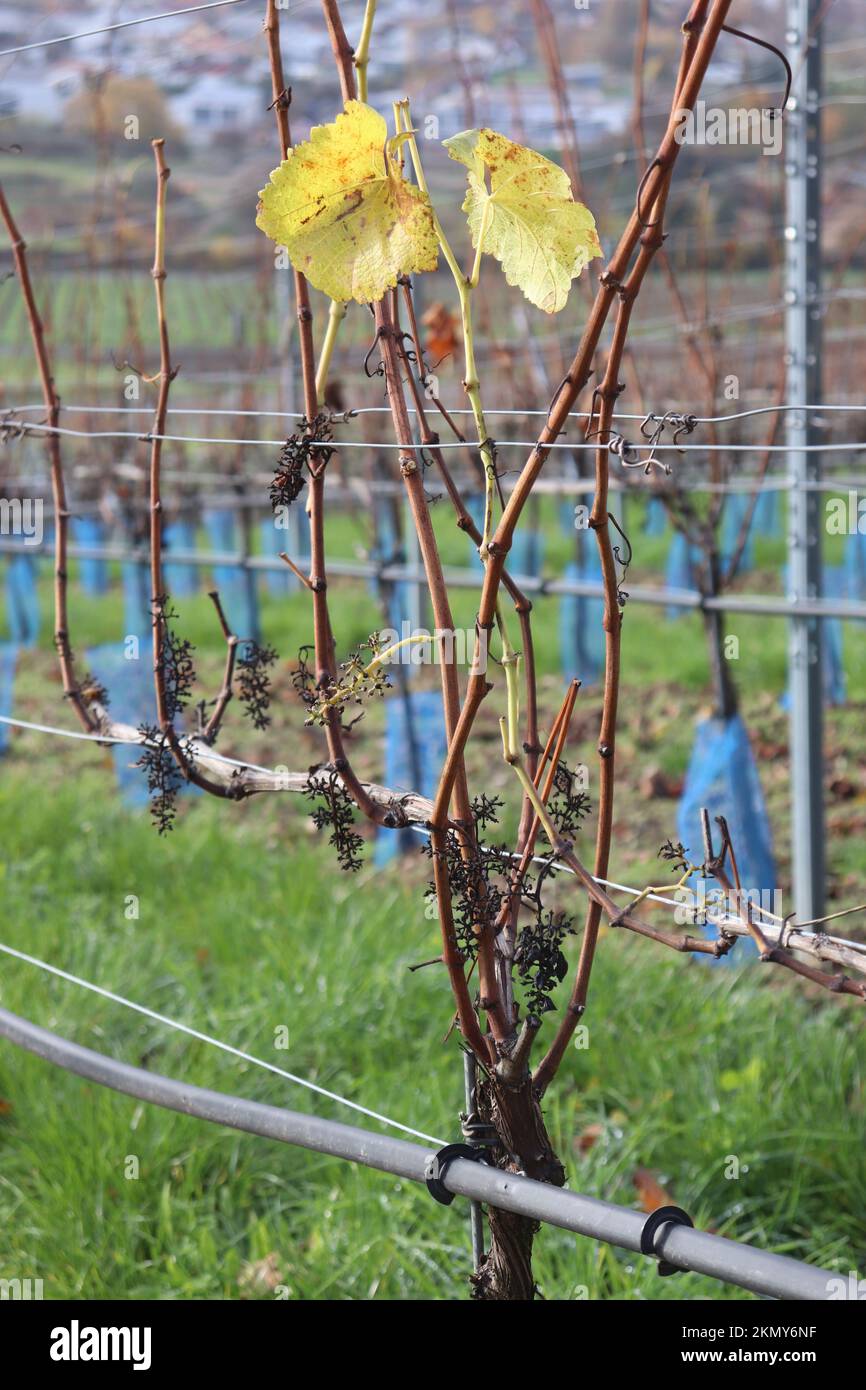 Ende November in einem maschinell bearbeiteten Weinberg in Franken - an den Rebstöcken hängen die Rispen der Trauben und vereinzelt Blätter Stock Photo