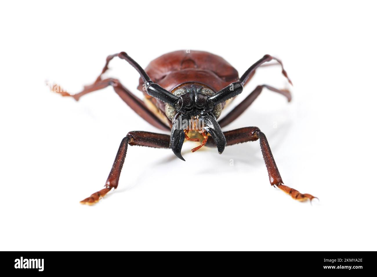 The beautiful world of bugs. Studio shot of a beetle isolated on white. Stock Photo