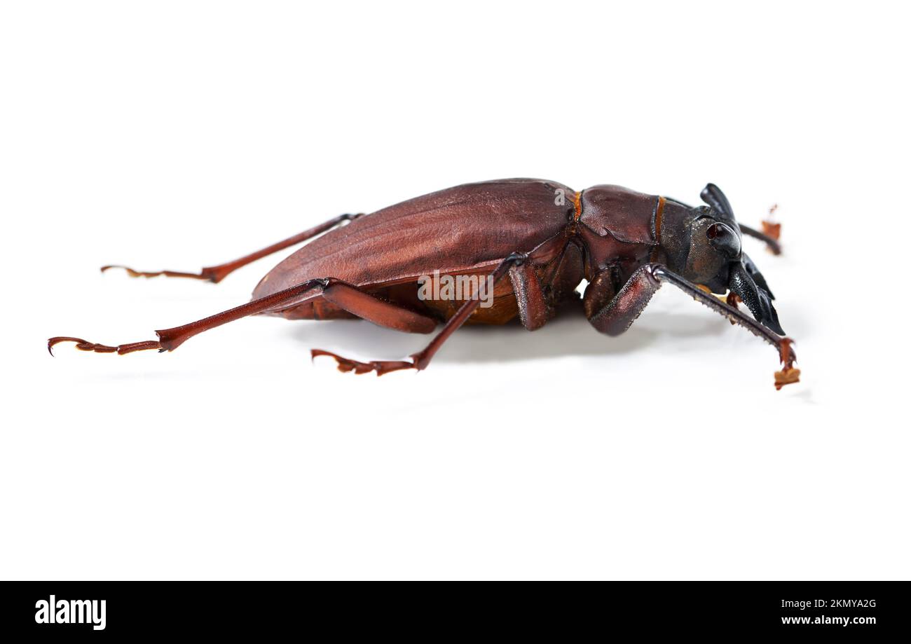 Their hardy exoskeletons protect them. Studio shot of a brown arthropod isolated on white. Stock Photo