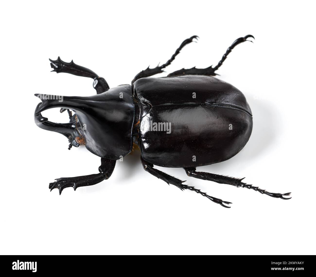 The world of creepy crawlys. Closeup shot of a rhinoceros beetle. Stock Photo