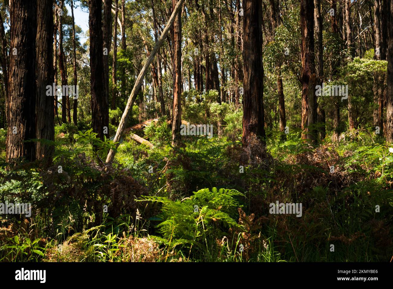 Kernot Victoria Australia Landscape Stock Photo