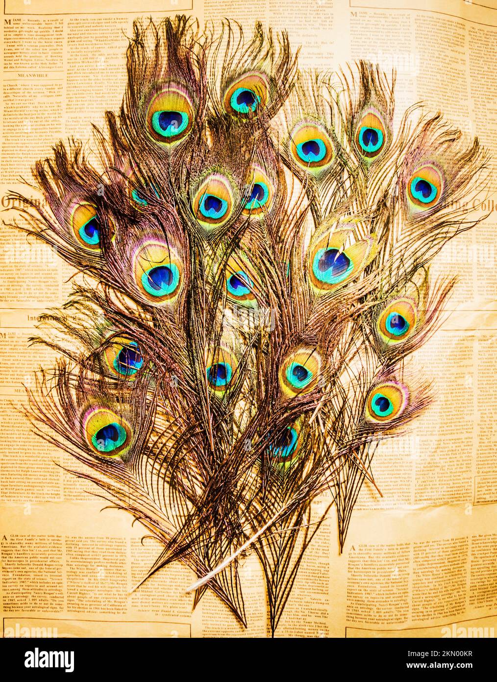 Still life peacock feather hi-res stock photography and images - Alamy