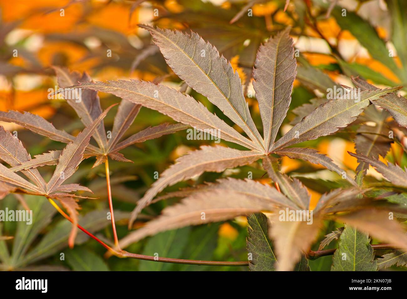 Japanese maple leaves hi-res stock photography and images - Alamy