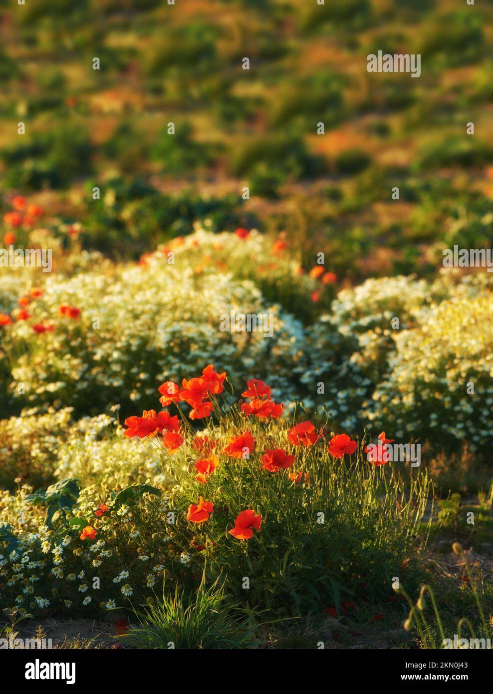 Wildflowers at sunset hi-res stock photography and images - Alamy