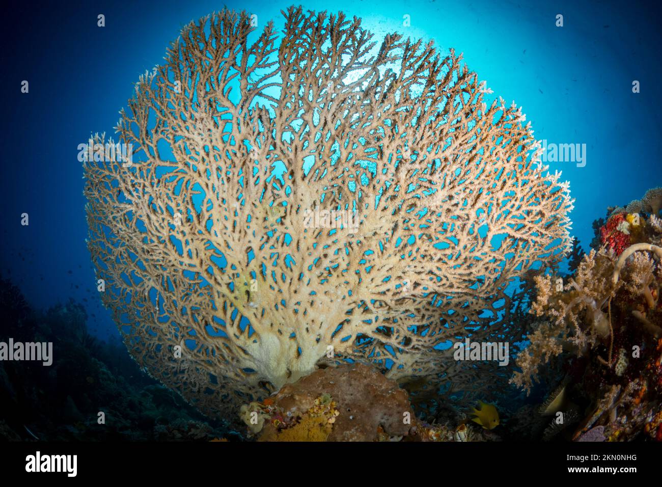 Pristine healthy hard coral garden on shallow coral reef in the Indo-pacific Stock Photo