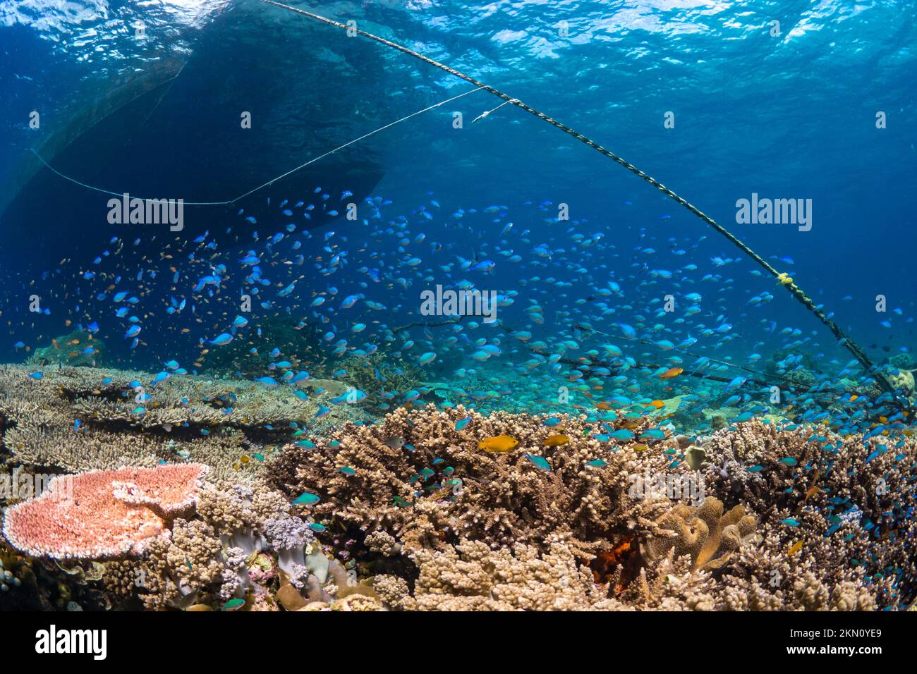 Ultimate biodiversity of the Indo pacific with schooling tropical fish above healthy abundant coral reef ecosystem. Stock Photo