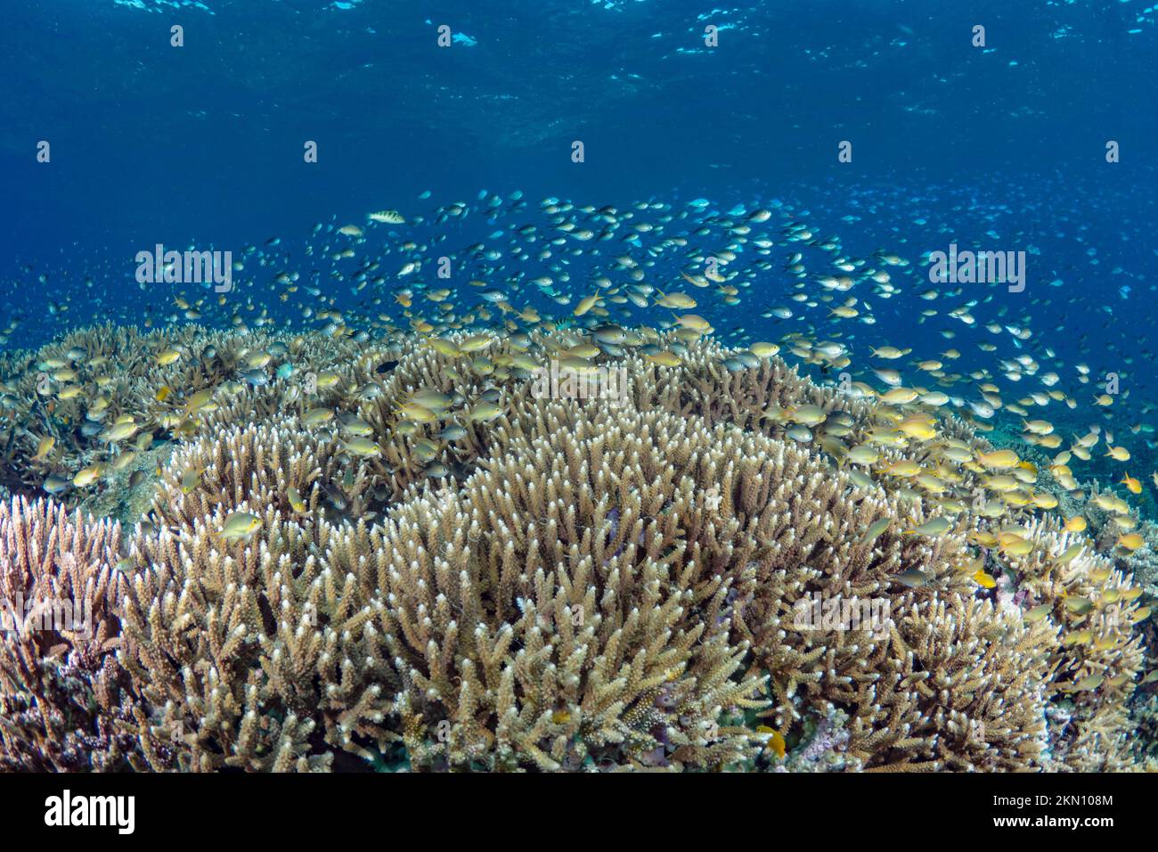 Ultimate biodiversity of the Indo pacific with schooling tropical fish above healthy abundant coral reef ecosystem. Stock Photo