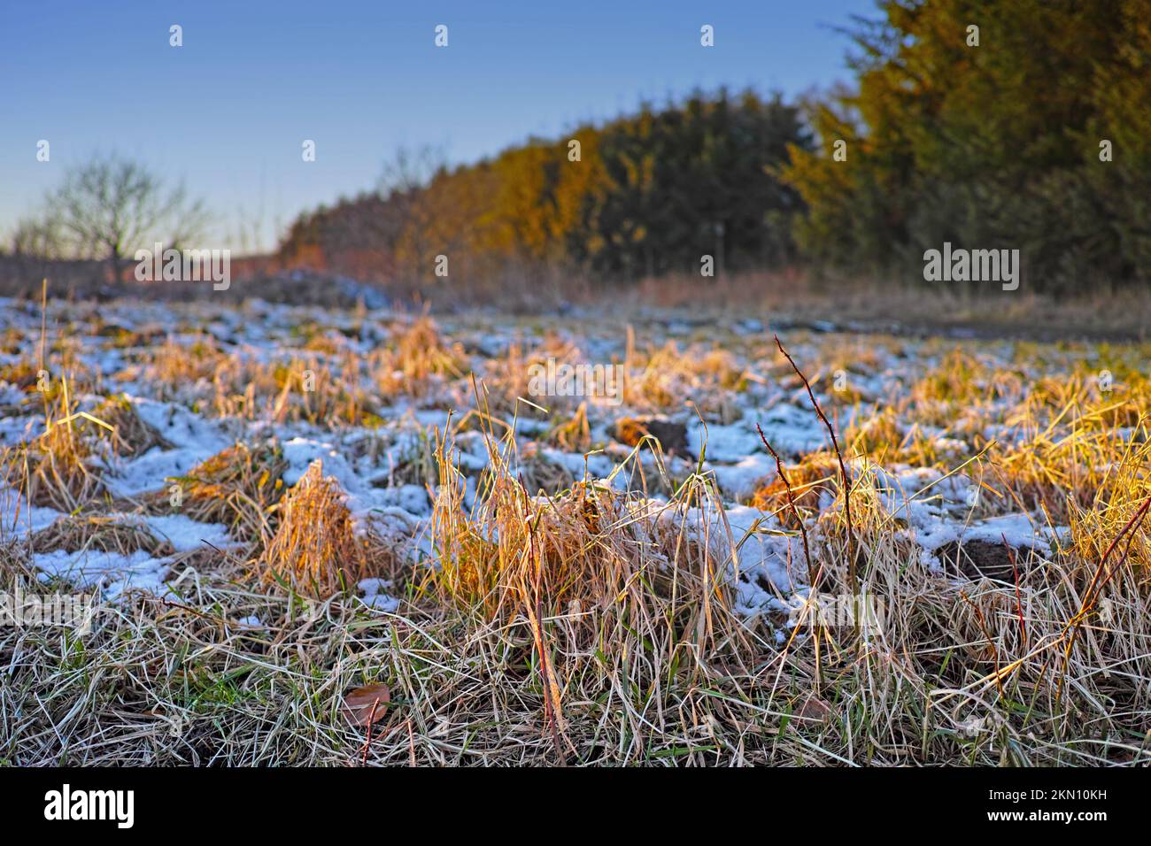 The sun is shining on this winters day. Early morning frost on a field in Denmark. Stock Photo