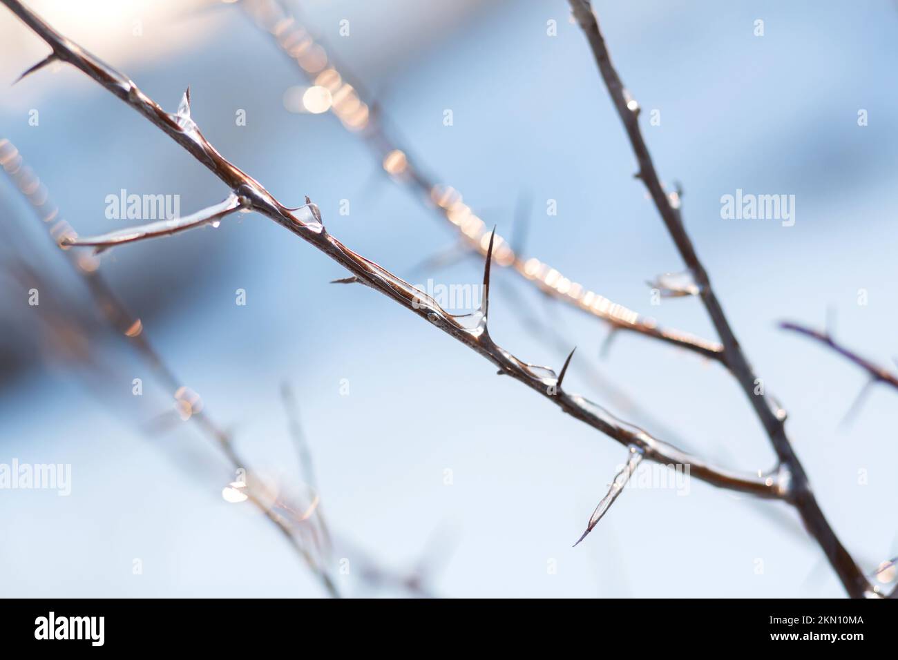 Winter season in the field. Close up details of field grass in the winter. A branch of reeds covered with ice. Stock Photo