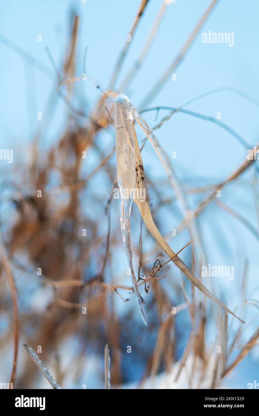 Winter season in the field. Close up details of field grass in the winter. A branch of reeds covered with ice. Stock Photo