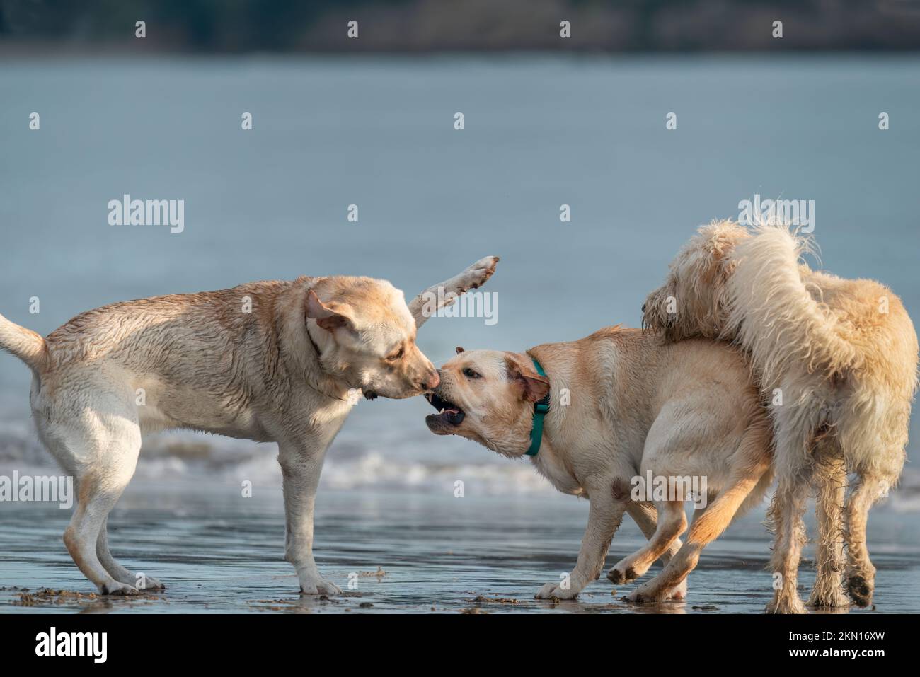 Three dogs playing on the beach, sea waves rolling in the background ...