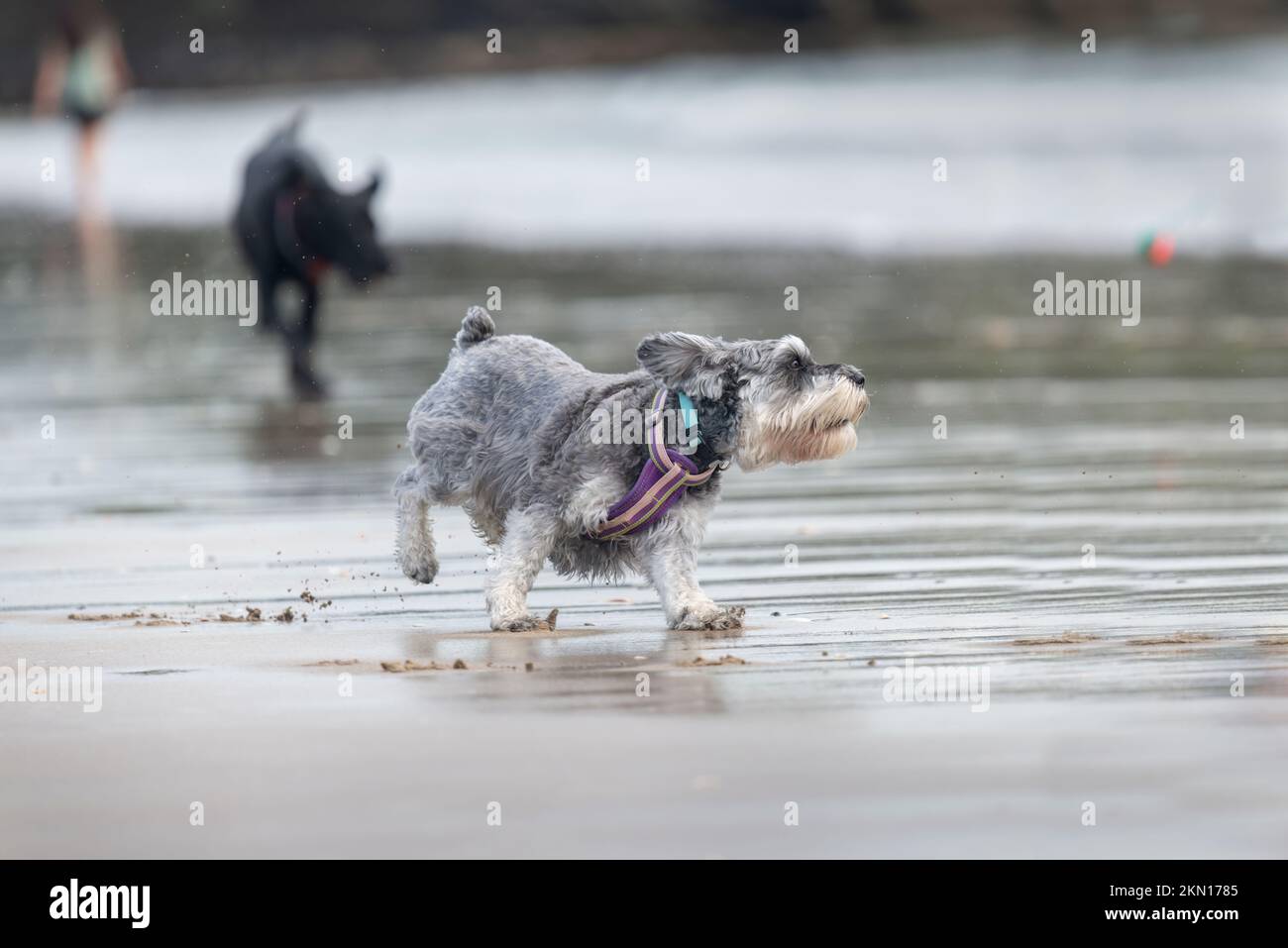 A dog ready to jump to catch a ball. People and dogs walking on the