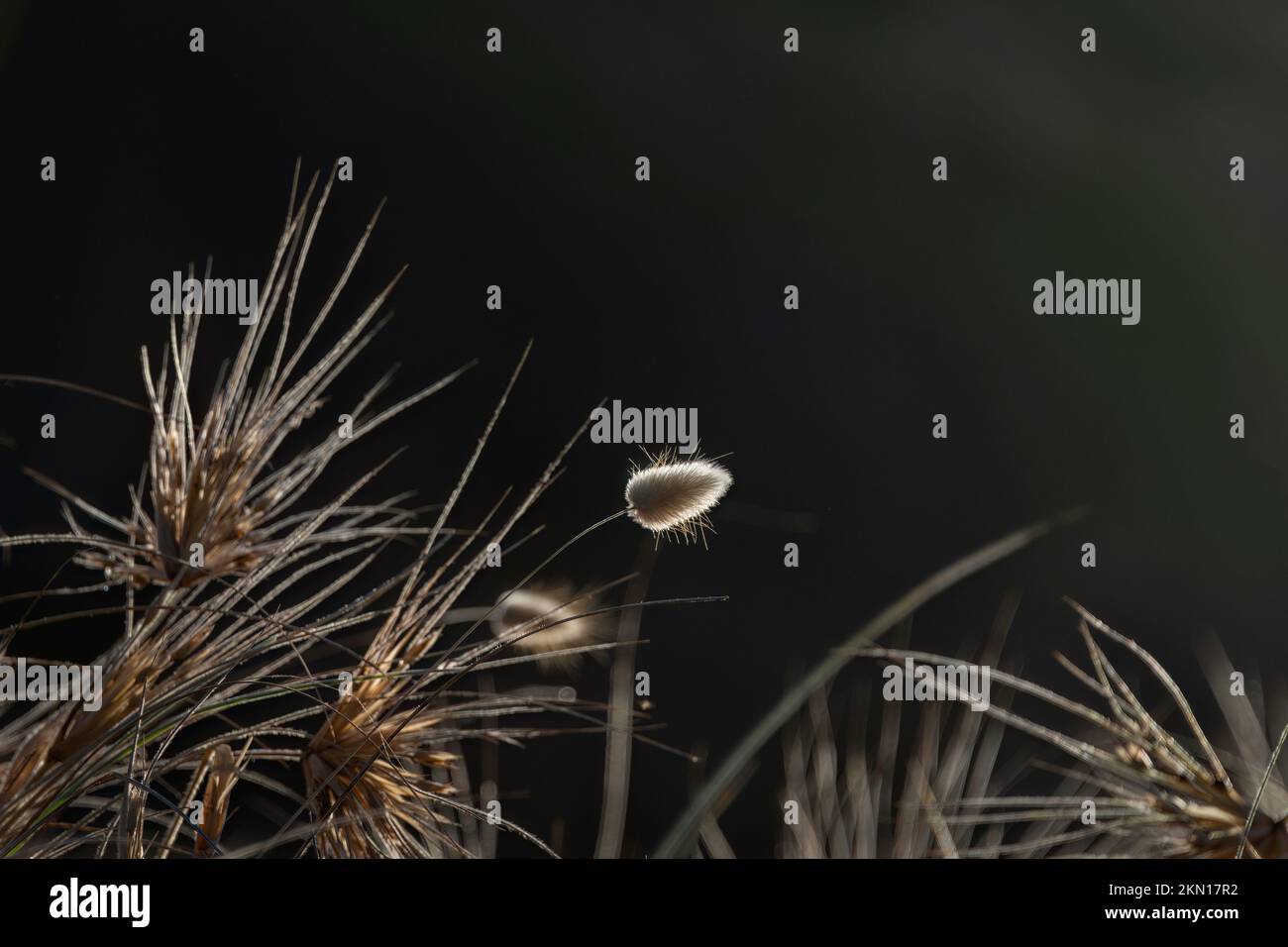 Backlit bunny tail grass, Lagurus ovatus, New Zealand wild plant in natural outdoor environment