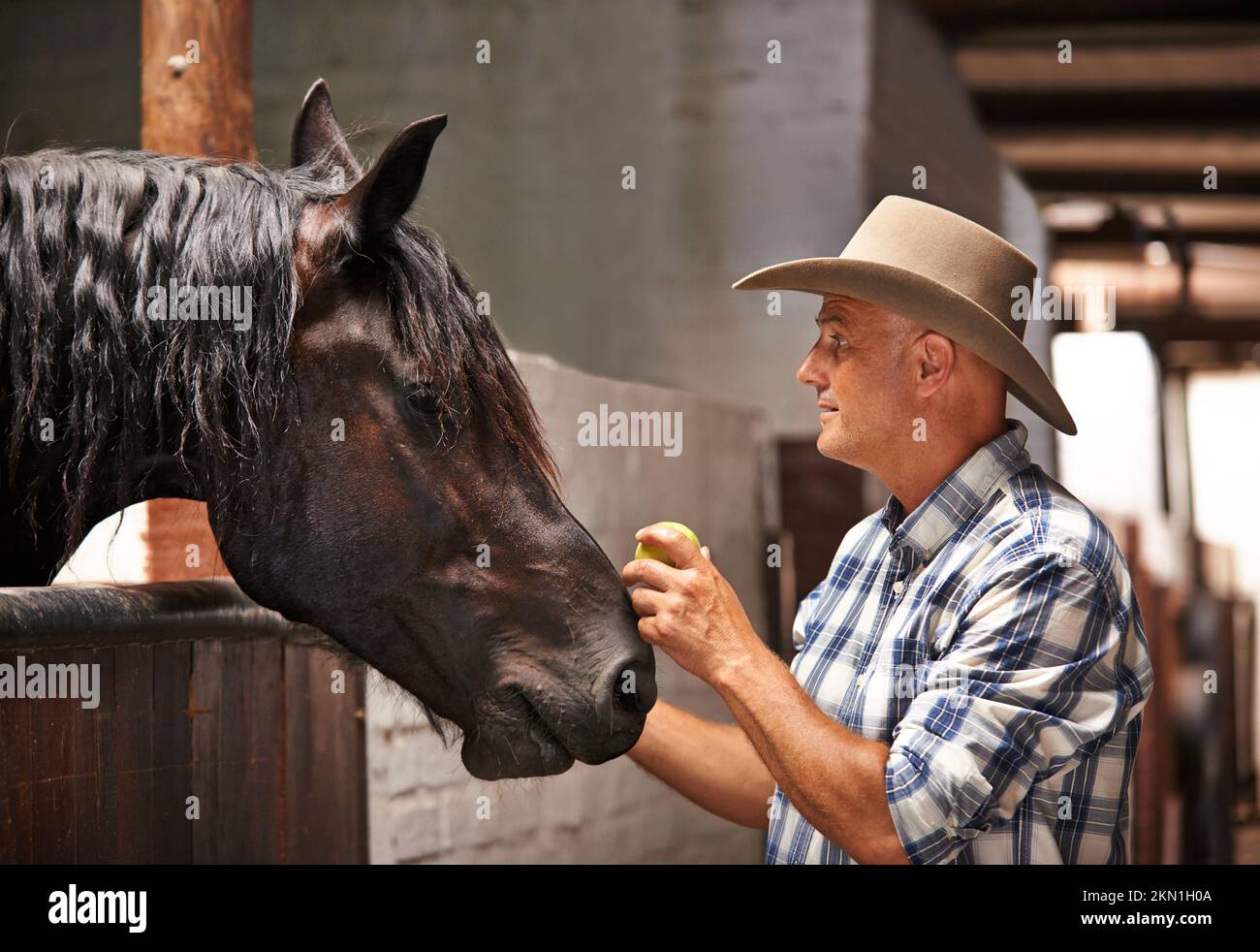 Its time to go for a ride. A caring ranch hand attending to a horse in ...