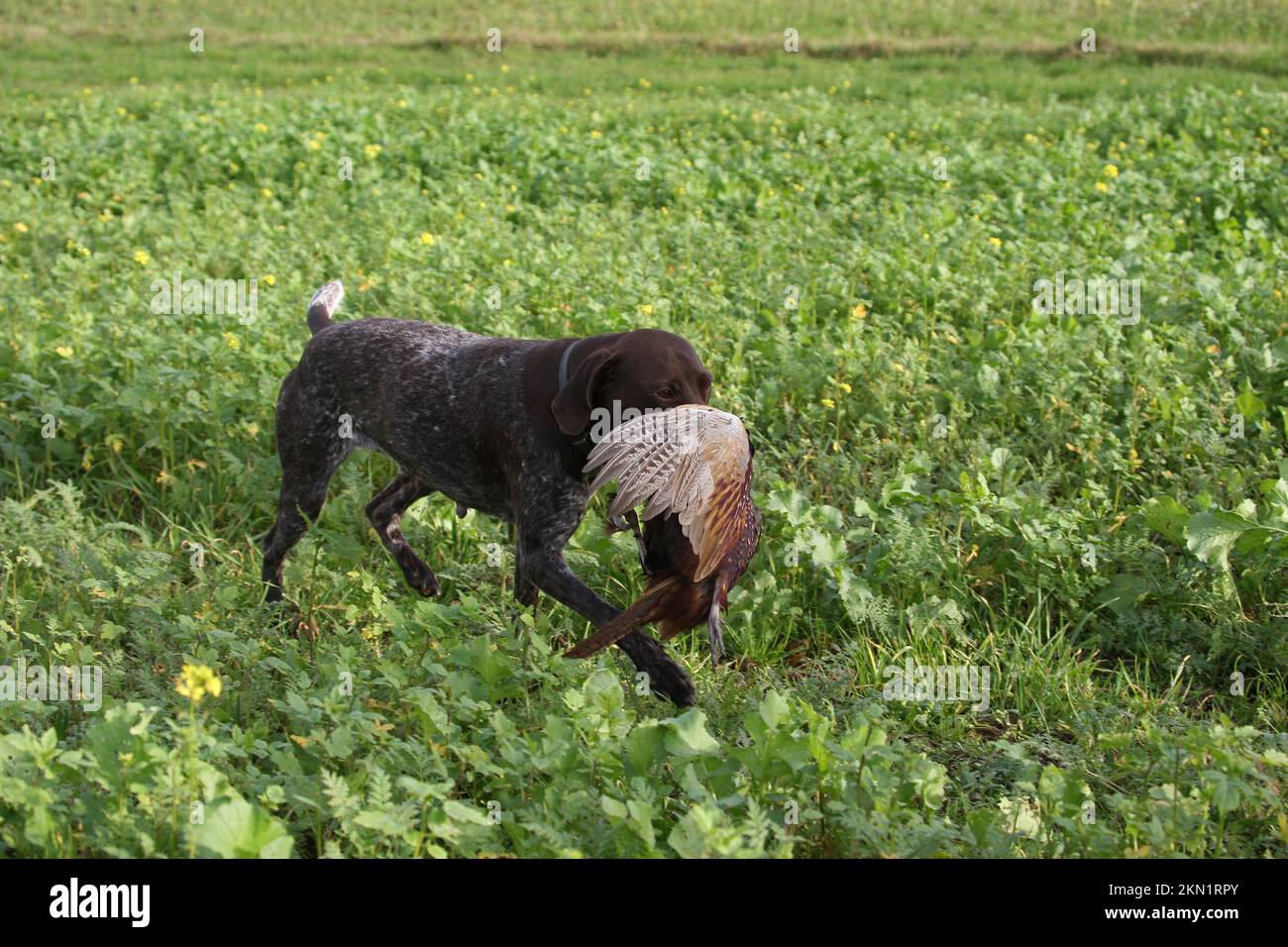Hunting dog German Shorthair retrieves shot pheasant (Phasianus colchicus) Lower Austria, Austria, Europe Stock Photo