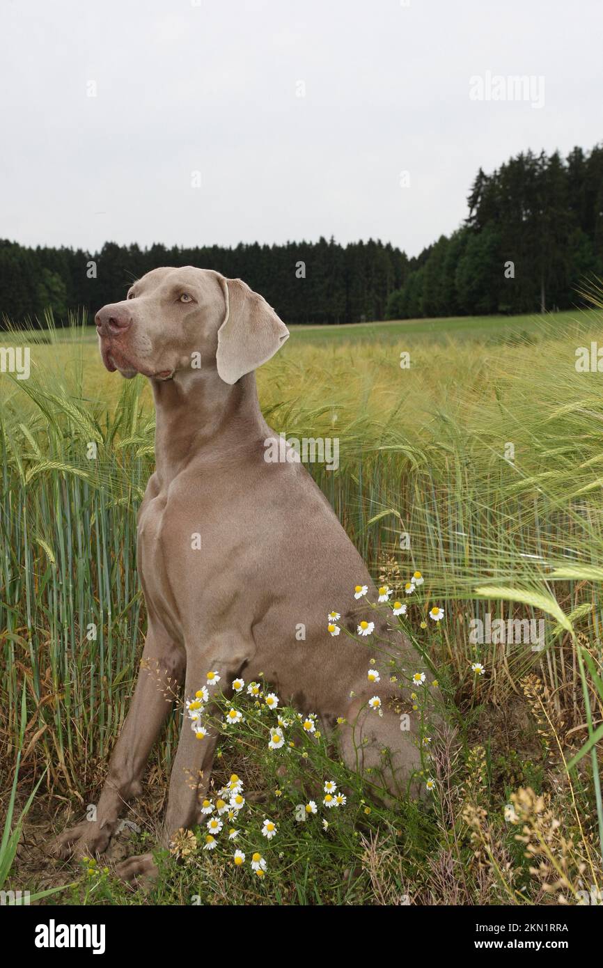 Hunting dog shorthaired Weimaraner Allgau Bavaria Germany Europe Stock Photo Alamy